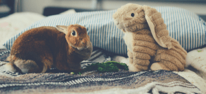 rabbit with a plush