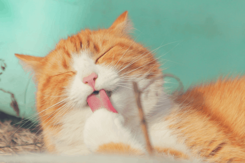 best sensitive stomach cat food