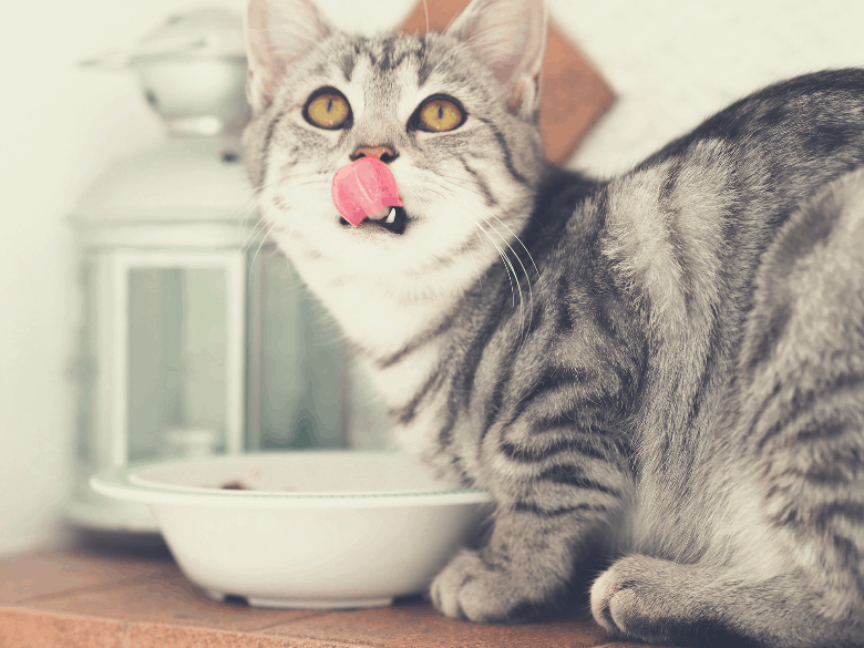 best sensitive stomach cat food