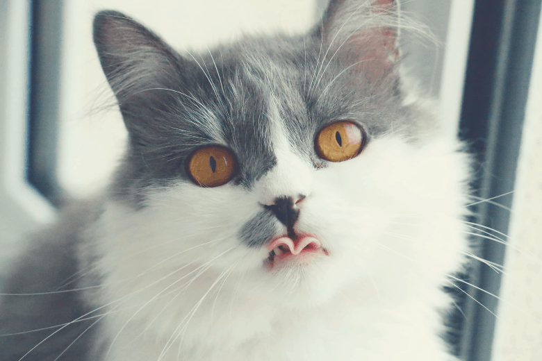 Sensitive stomach cat food
