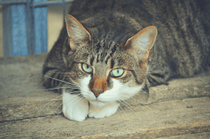 cat laying on the ground