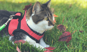 cat in harness