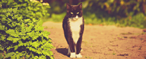 cat standing