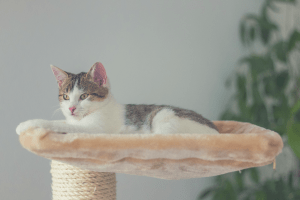 cat laying on cat tree