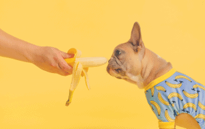 dog with a banana