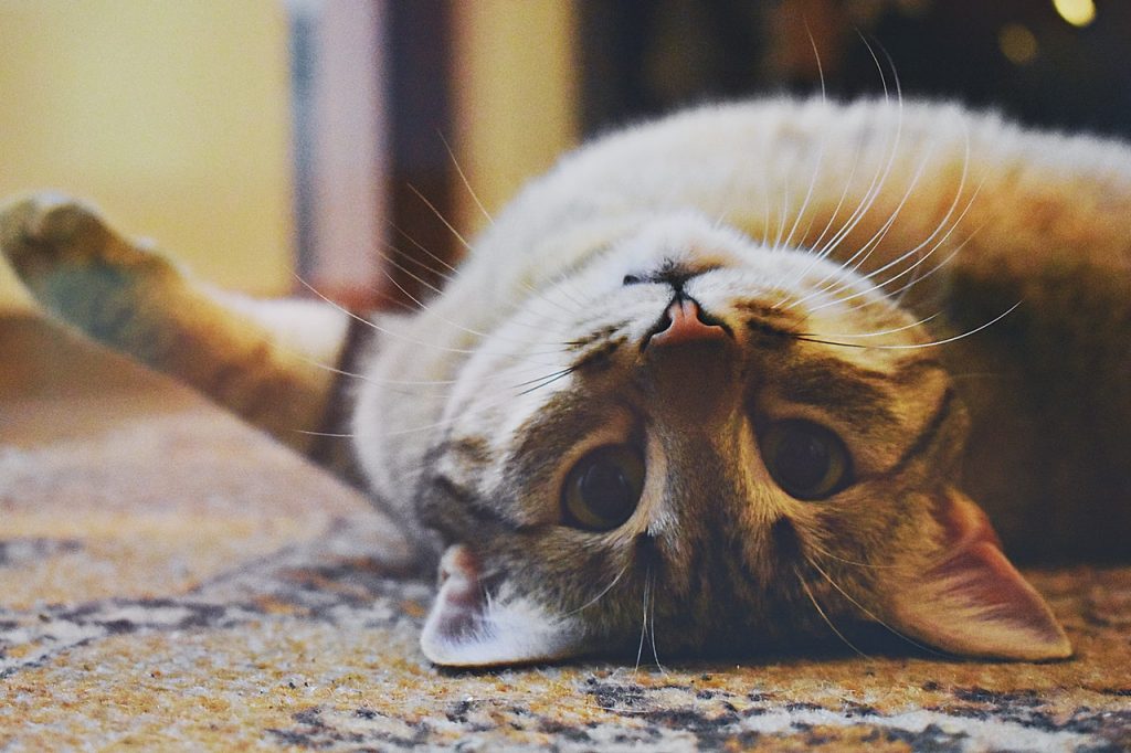 best sensitive stomach cat food