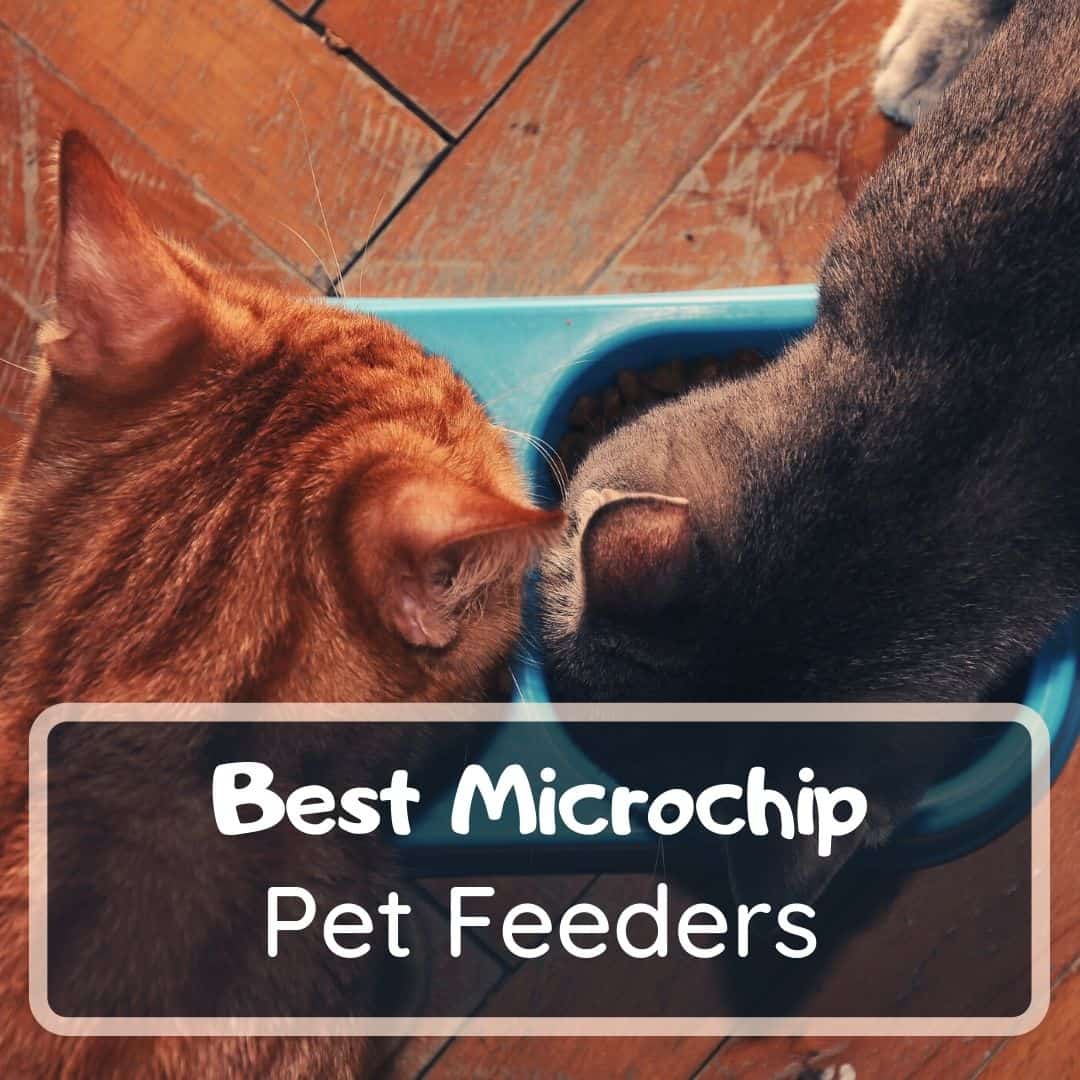 Best microchip pet feeder