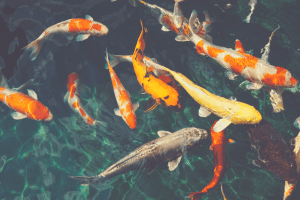fish