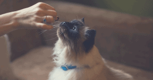 automatic pet feeder wet food cat