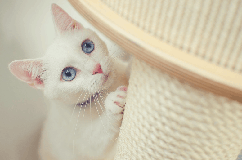best cat trees for large cats