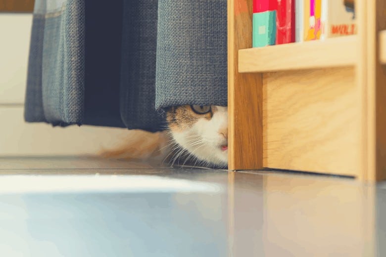 best cat trees