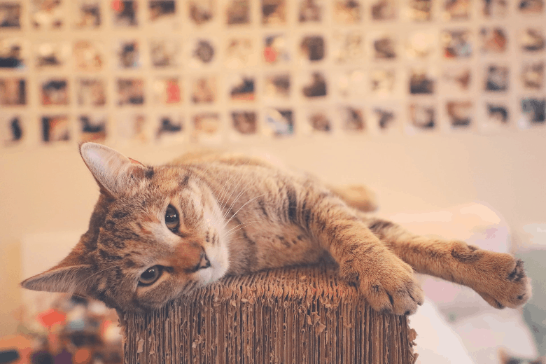 cat trees cat laying