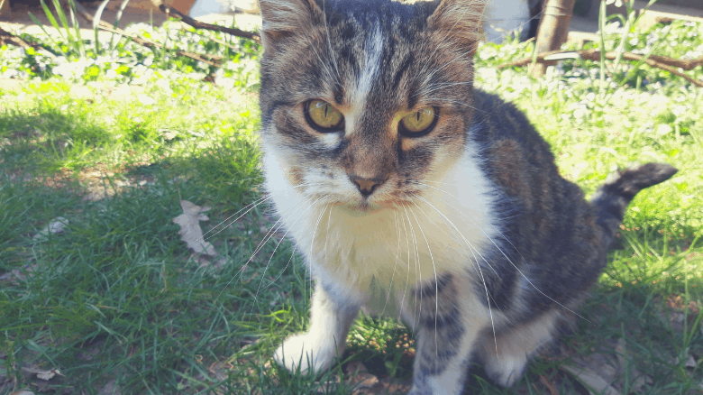 Beautiful old cat
