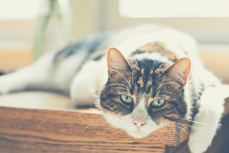 Cat laying