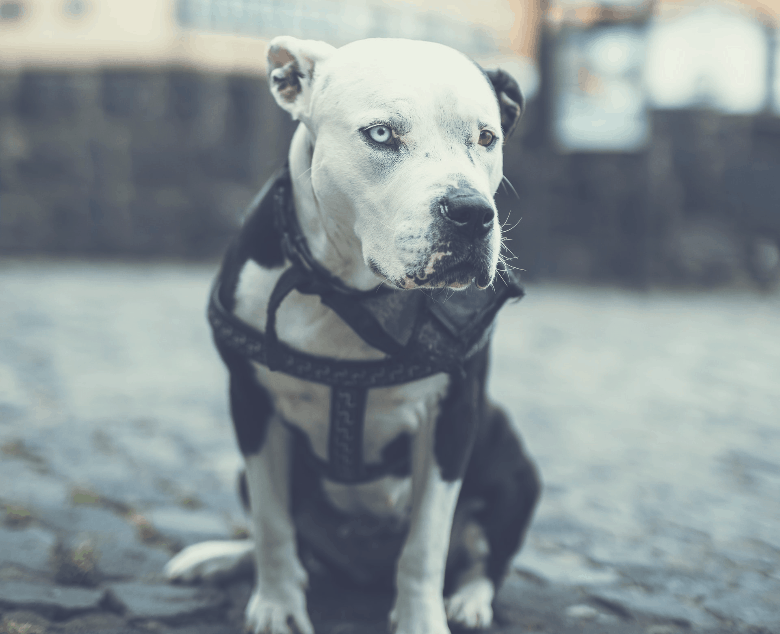 Best harness for Pitbulls