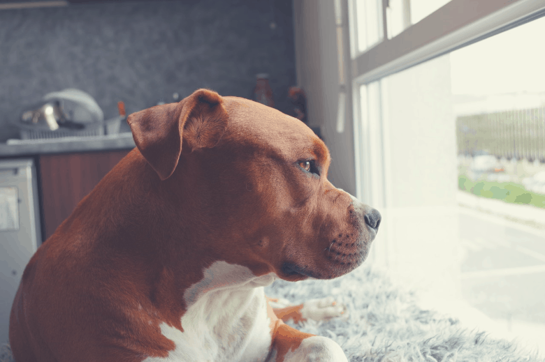 Harness for Pitbulls