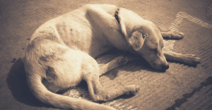 skinny dog