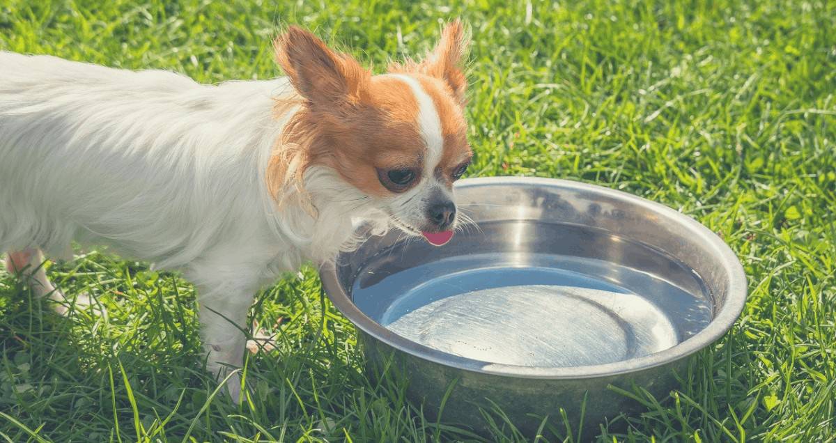 dog proof water bowl
