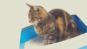 cat litter