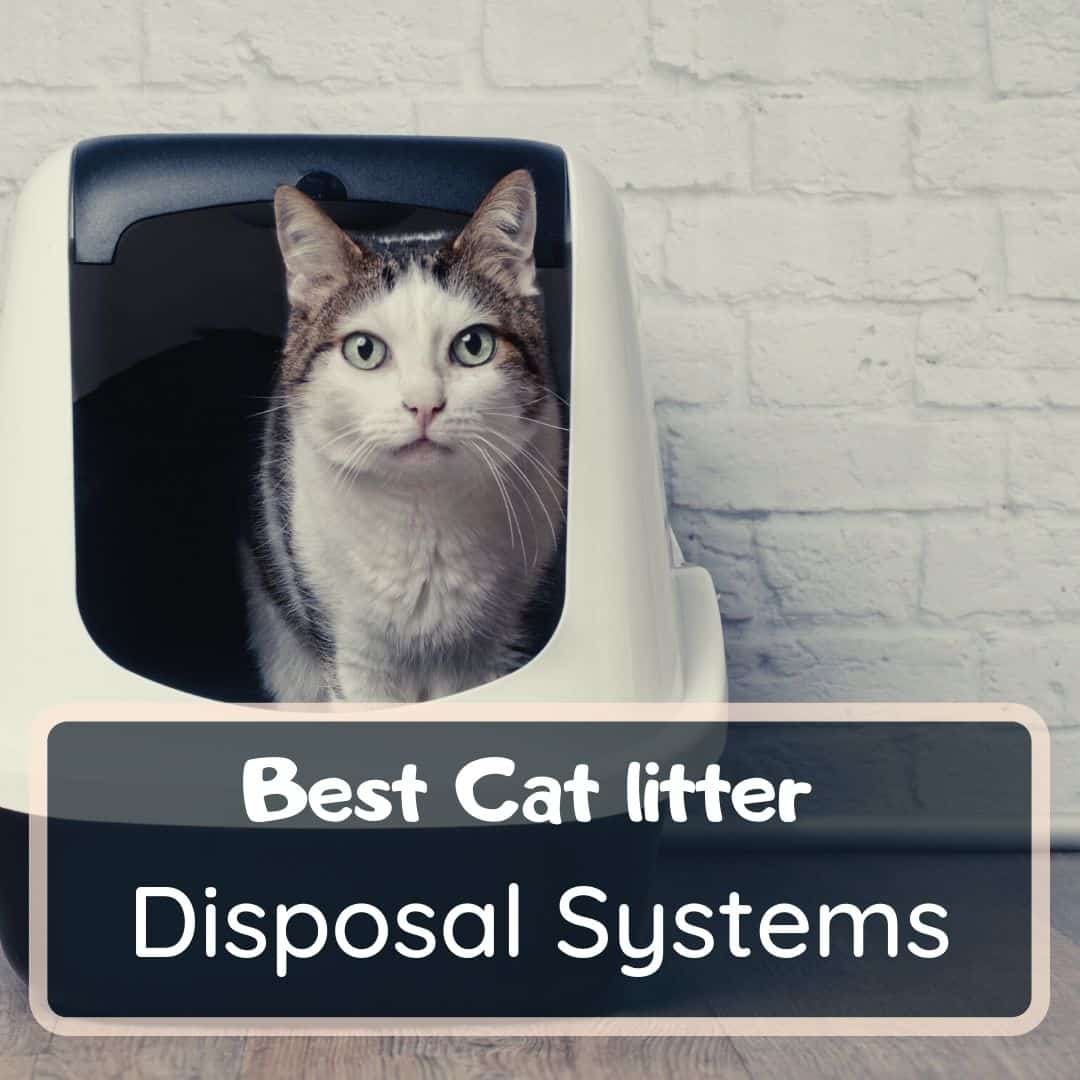 best cat litter disposal systems