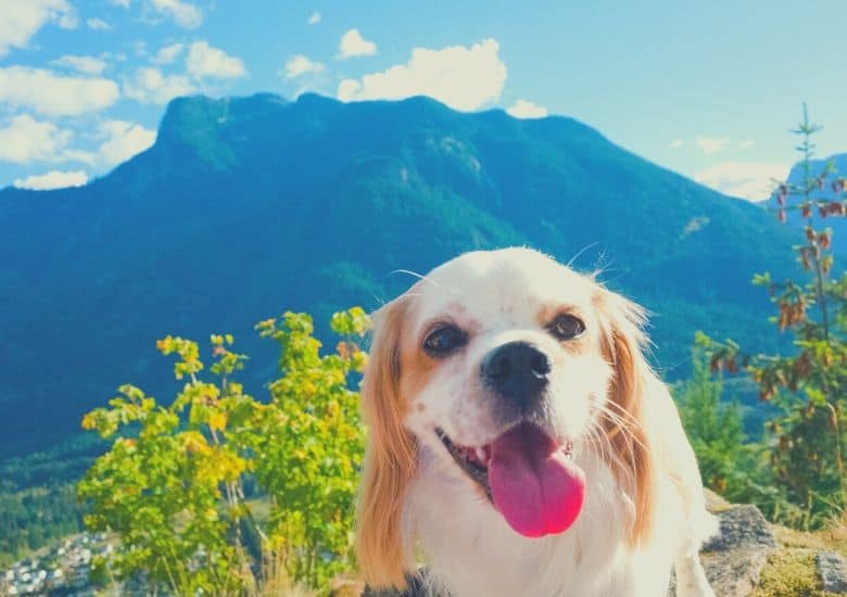 dog mountains
