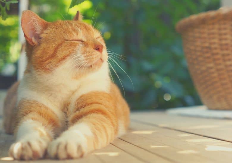 Essential oils toxicity in cats Everything you need to know Petworshiper