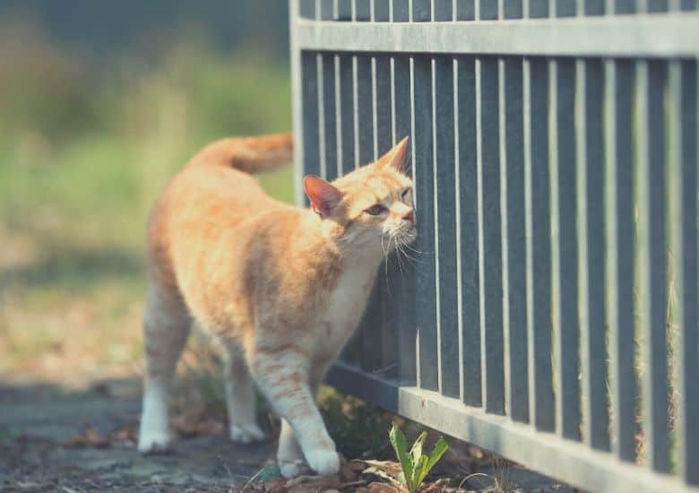 cat rubs