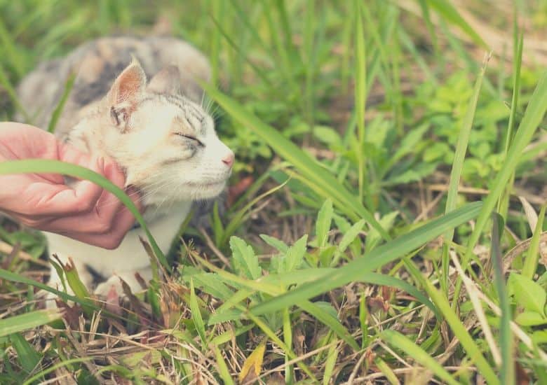 cat touch