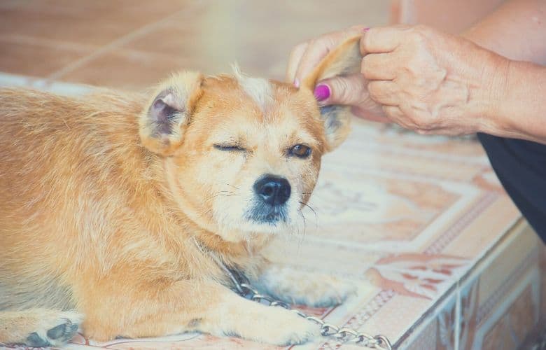 dog flea
