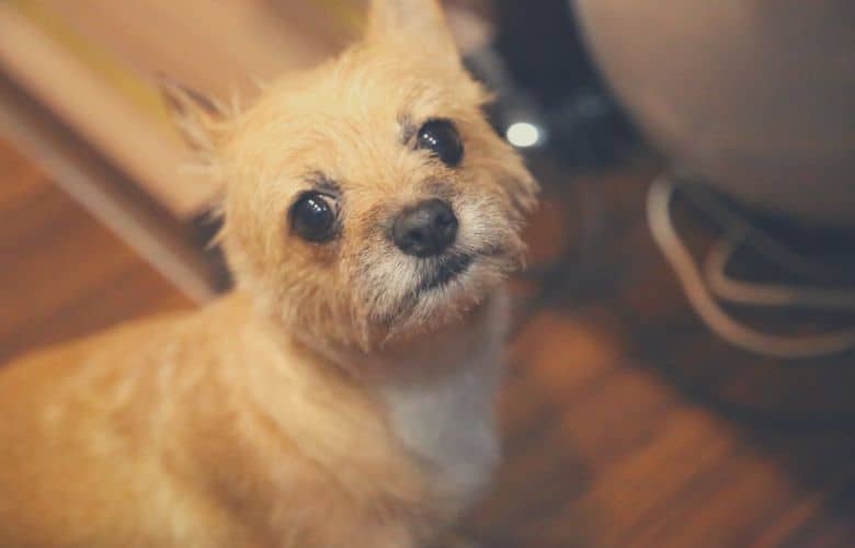 dog looking cute