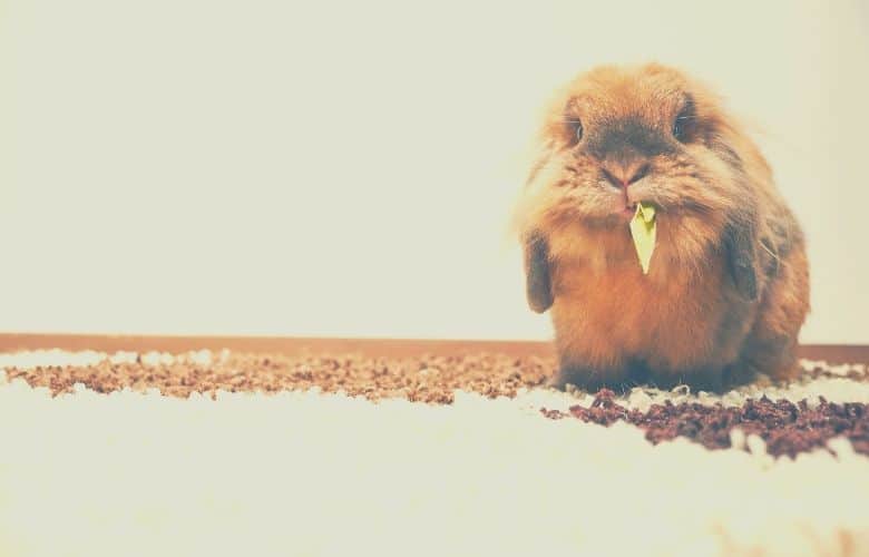 best indoor rabbit cages rabbit gnaw