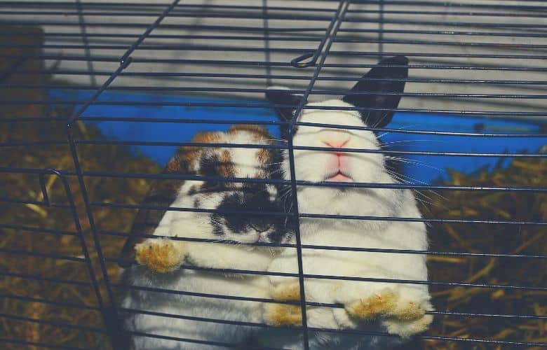 indoor rabbit cage two rabbits