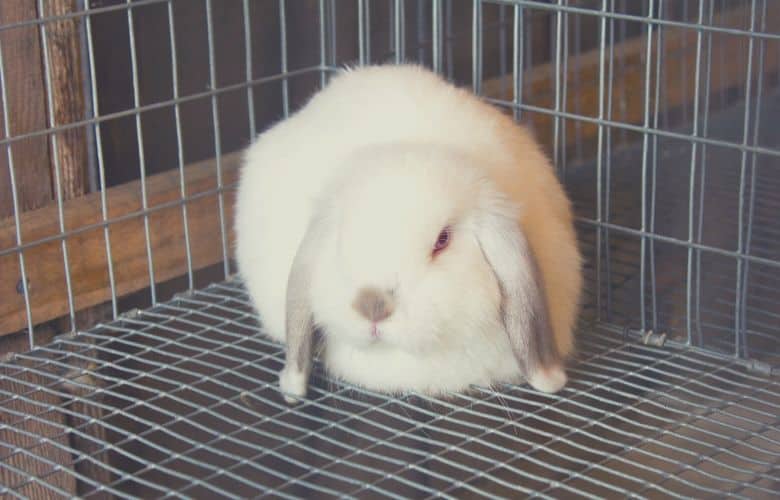 indoor rabbit cage rabbit alone