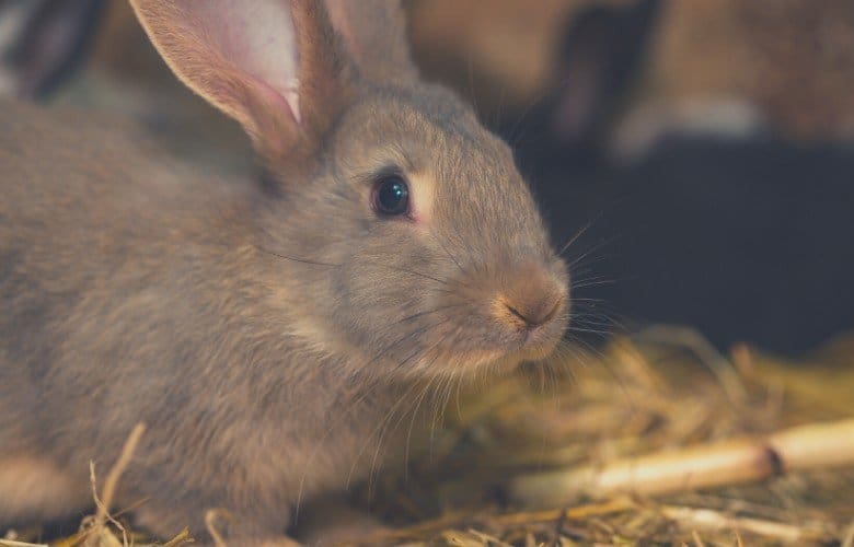 indoor rabbit cage rabbit