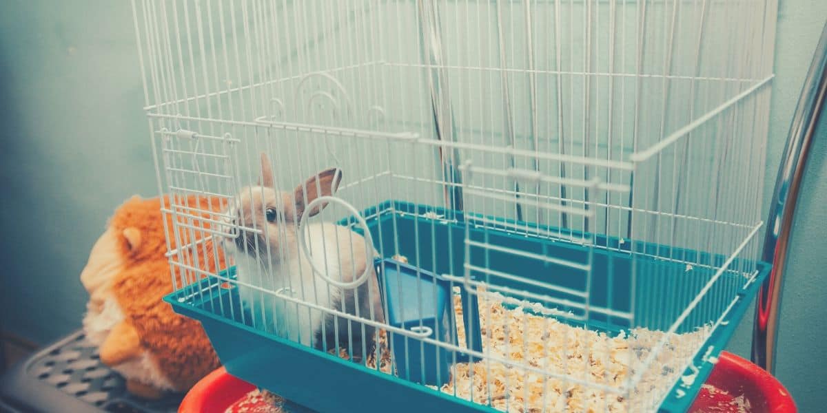 rabbit in a cage