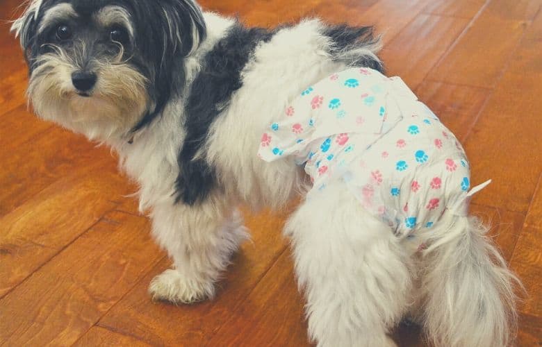 dog diaper