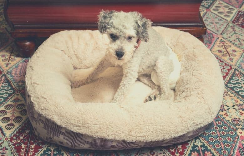 dog diaper