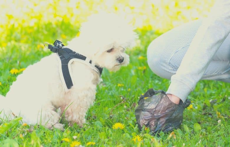 dog food for less poop