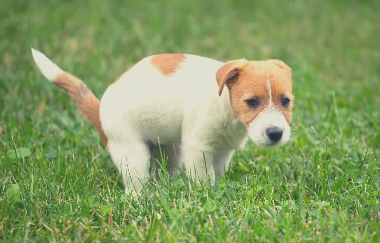 dog pooping