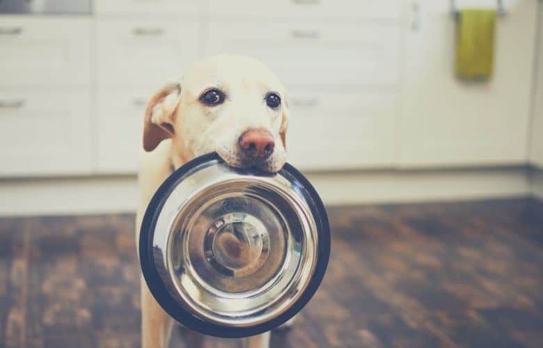 dog food bowl
