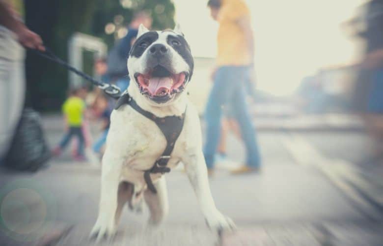 Best harness for pitbulls