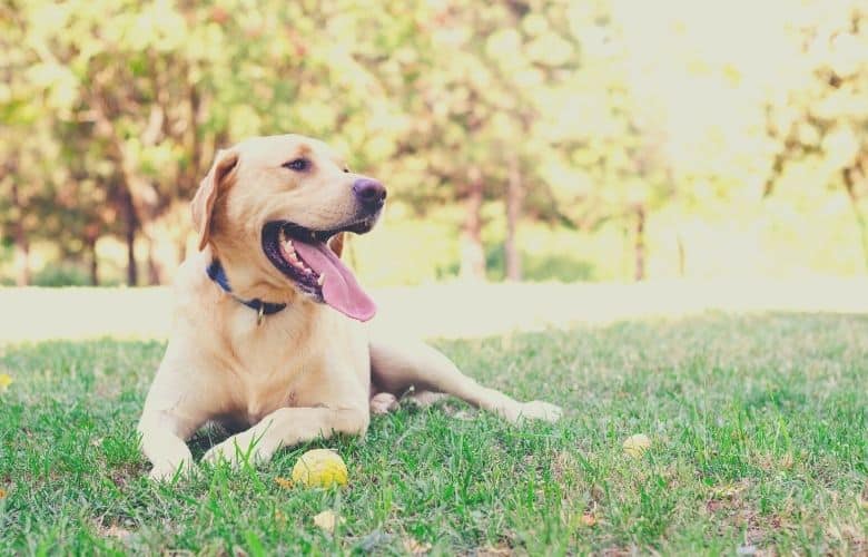 Labrador retriever