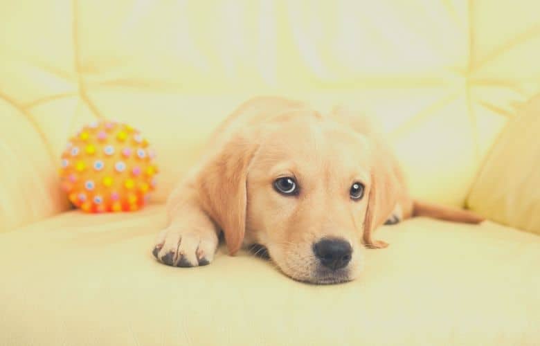 Labrador retriever