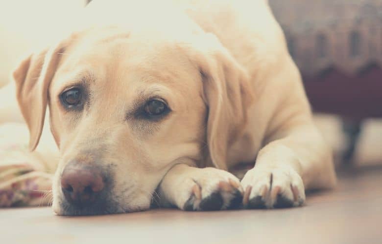 Labrador retriever