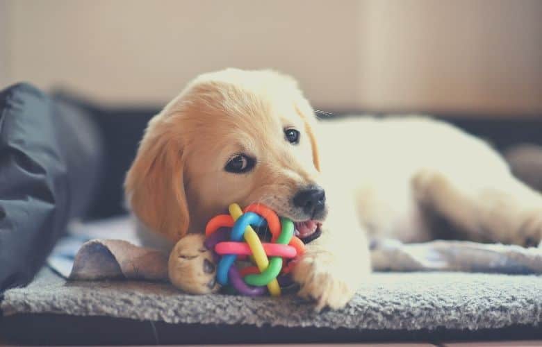 dog toy