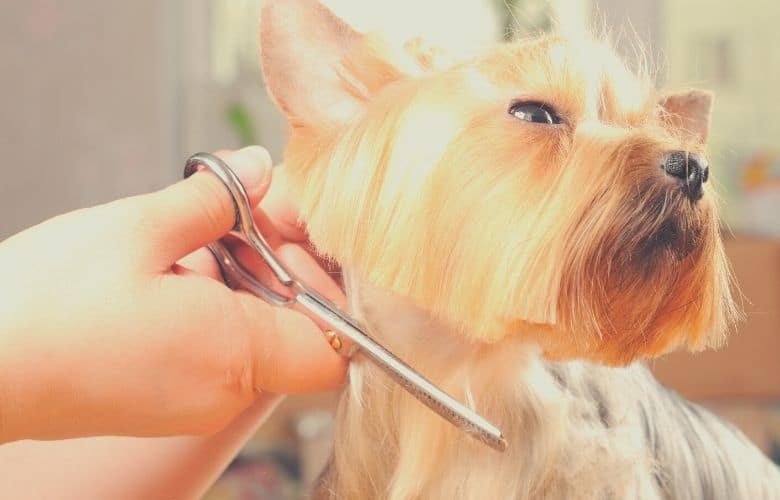 dog grooming