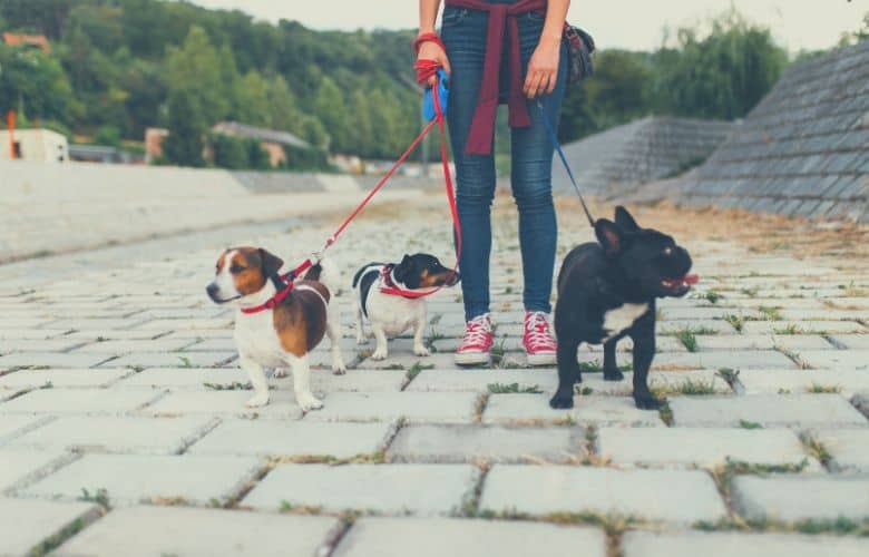 dog sitter