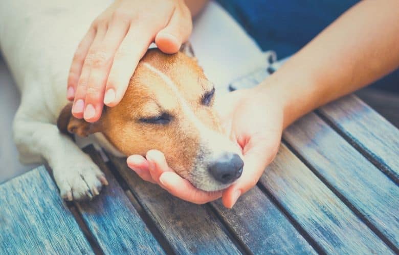 pet health