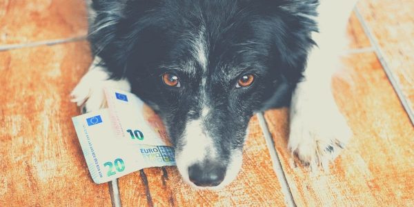cost of a dog
