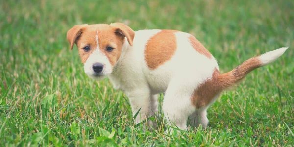 dog poop